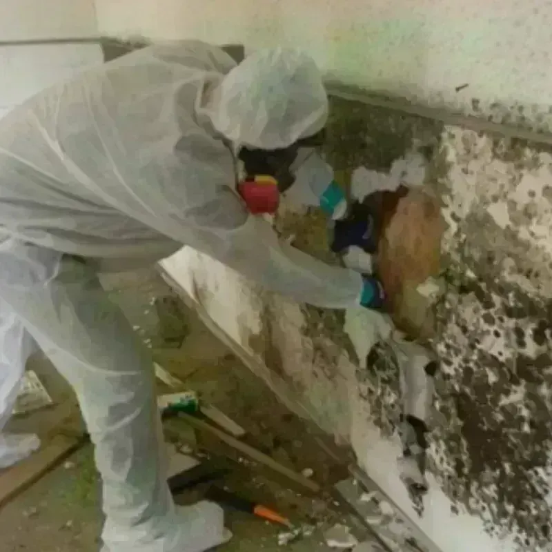 Mold Remediation and Removal in Independence, OH